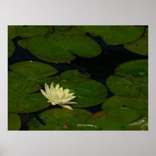 Affiches White Waterlily I Peaceful (Devant)