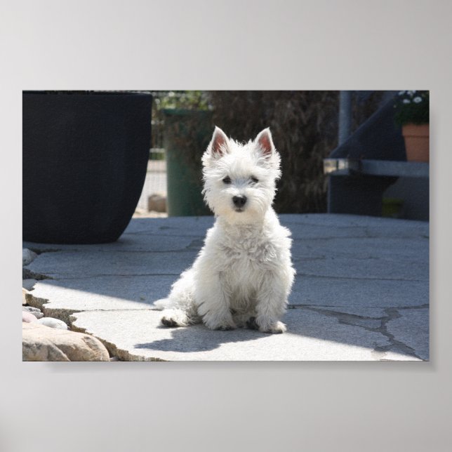 Affiches White West Highland Terrier assis sur le trottoir (Devant)