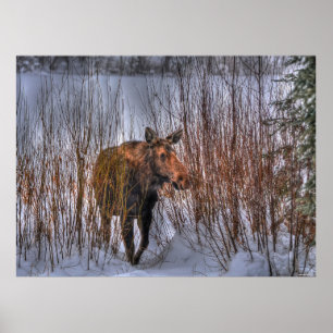 Affiches Wild Canadian Moose