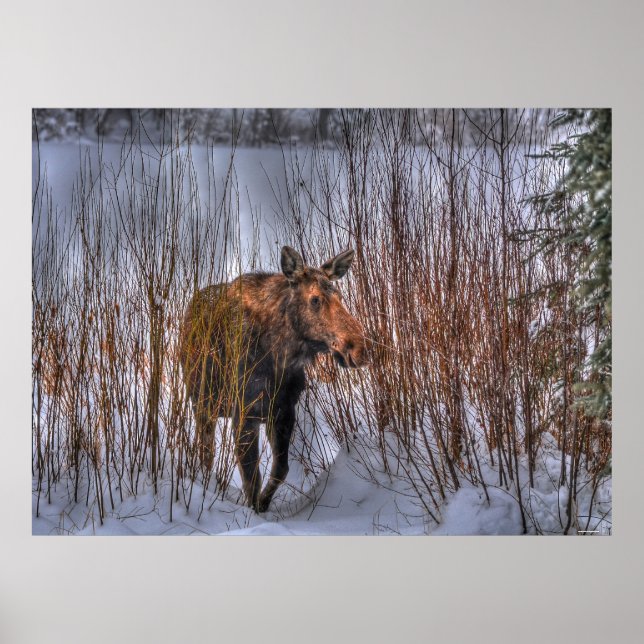 Affiches Wild Canadian Moose (Devant)