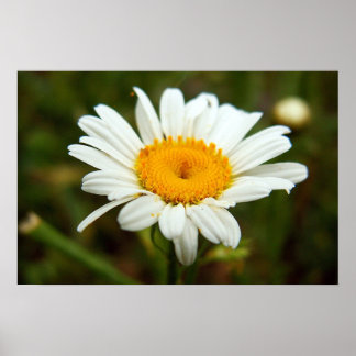 Affiches Wild Daisy