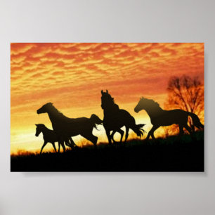 Affiches Wild Mustangs