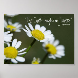 Affiches Wild White Daisies