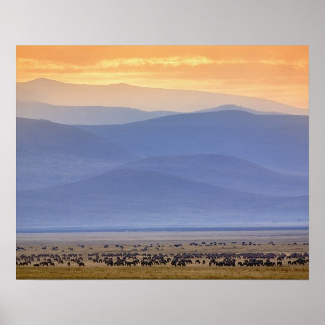 Affiches Wildebeest pendant la migration, Connochetes (Devant)