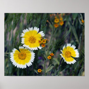 Affiches Wildflowers Yellow and White Sunflowers