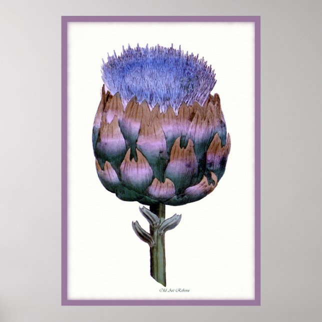 Affiches William Woodville Series ~ Scotch Thistle (Devant)