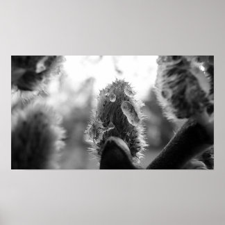 Affiches Willow Pussy du matin - B&W