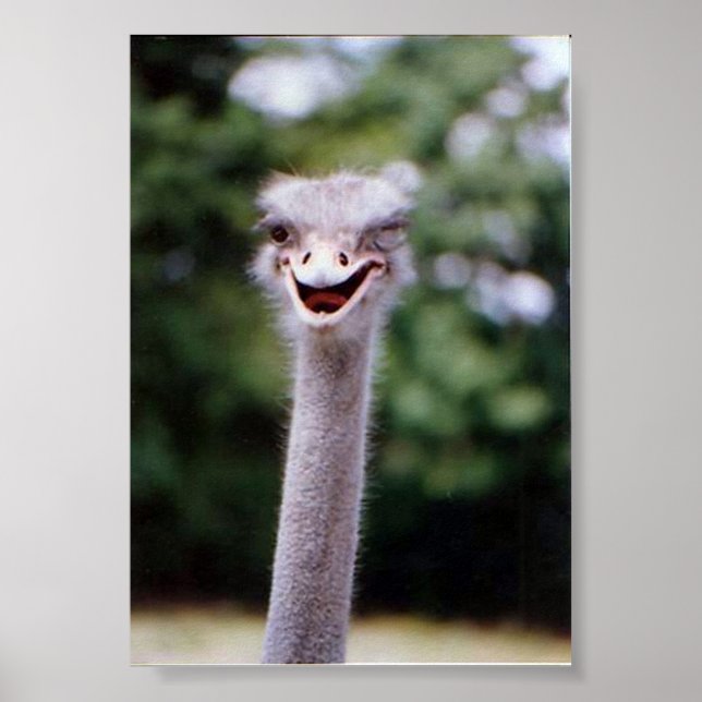 Affiches Wink (Devant)