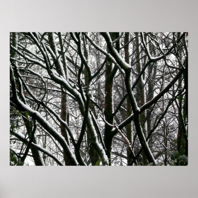 Affiches Winter Branches (Devant)