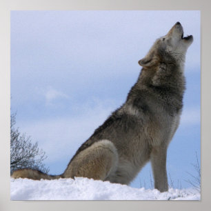 Affiches Winter Grey Wolf Howling