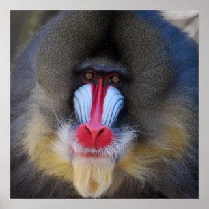 Affiches Wise Mandrill Monkey