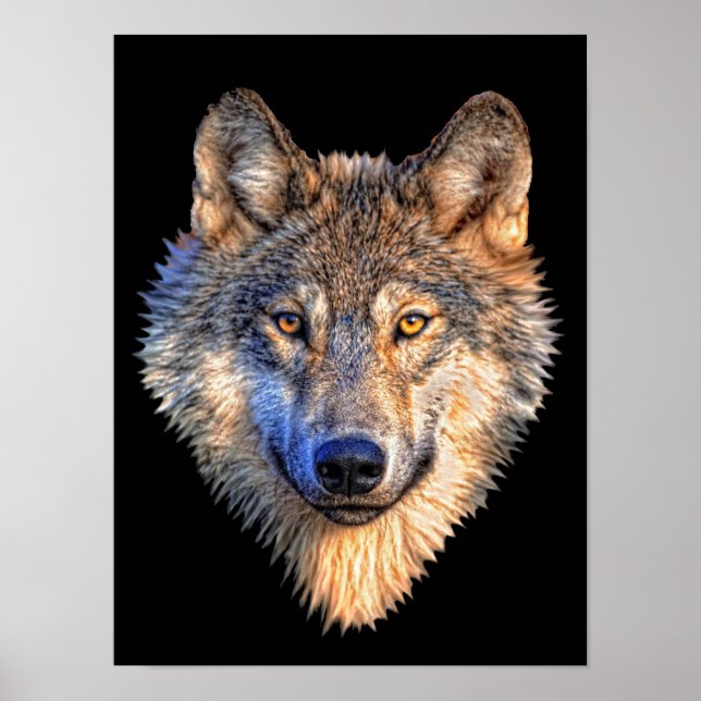 Affiches Wolf attentif (Devant)