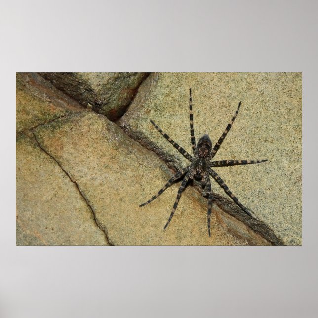 Affiches Wolf Spider (Devant)