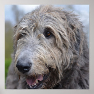 Affiches Wolfhound