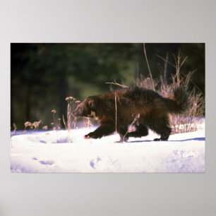 Affiches Wolverine courant à travers la neige