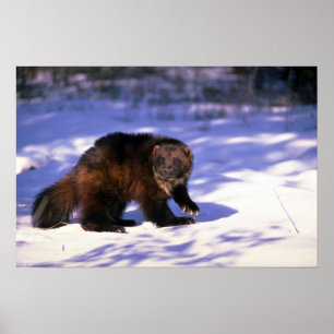 Affiches Wolverine sur la neige