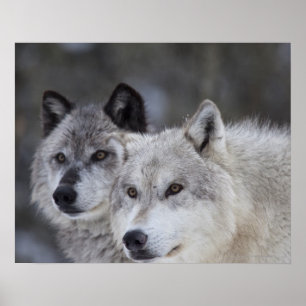 Affiches Wolves (Canus lupus)   West Yellowstone