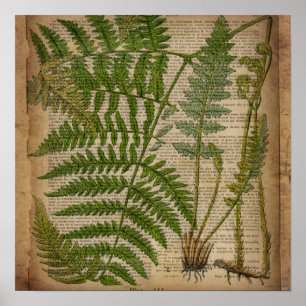 Affiches woodland foliage french botanical