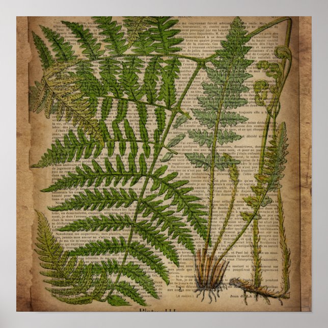 Affiches woodland foliage french botanical (Devant)