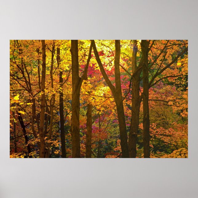 Affiches Woods in Automn - (Devant)