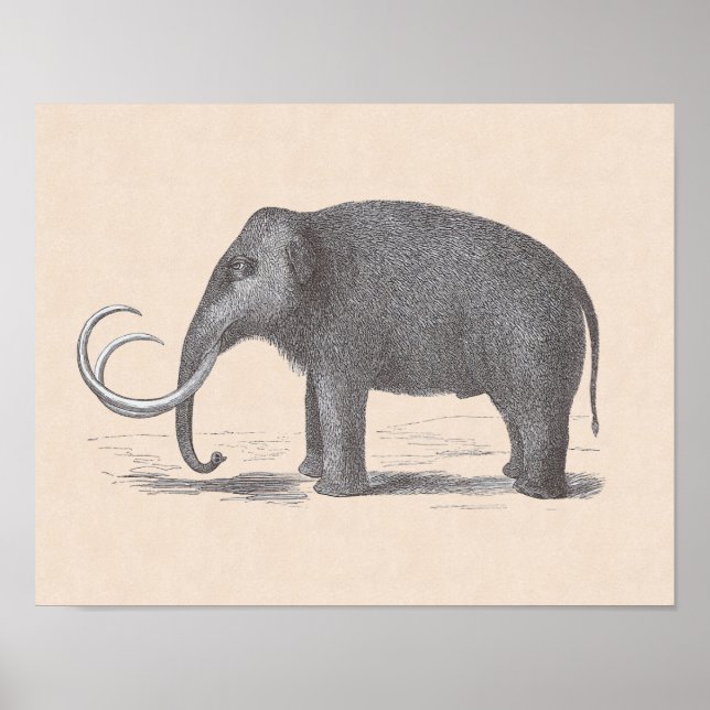 Affiches Woolly Mammoth Extinct Mastodon Funny Vintage (Devant)