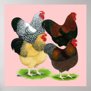 Affiches Wyandotte :  Assortiment de coqs