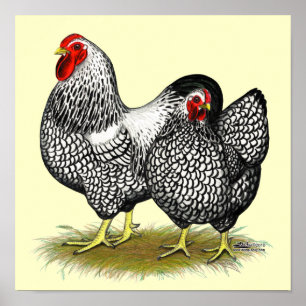 Affiches Wyandotte : Paire d'argent