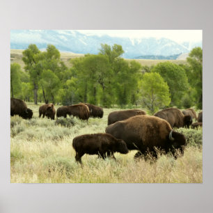 Affiches Wyoming Bison Nature Animal Photographie