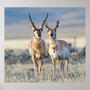 Affiches Wyoming, comté de Sublette, mâles Pronghorn