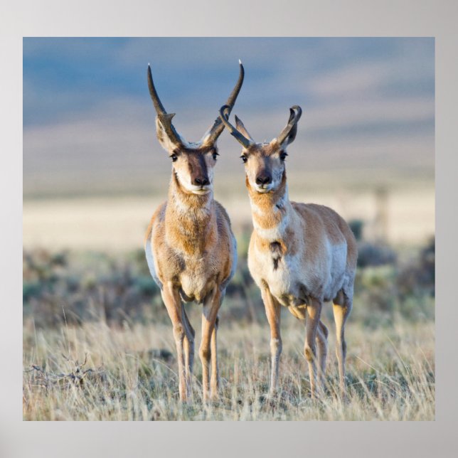 Affiches Wyoming, comté de Sublette, mâles Pronghorn (Devant)