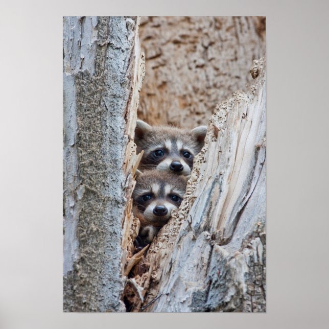 Affiches Wyoming, Lincoln County, Raccoon (Devant)