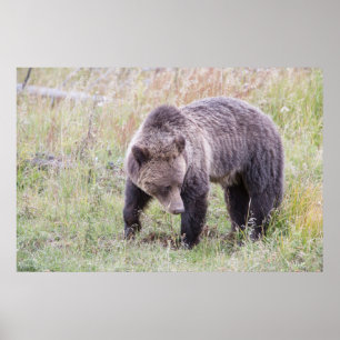 Affiches Wyoming, parc national de Yellowstone, ours grizzl