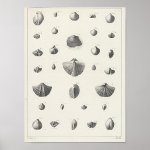 Affiches X Carbonifère