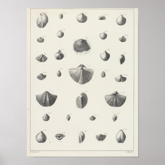 Affiches X Carbonifère (Devant)