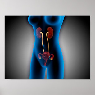 Affiches X-Ray View Of Female Body With Reproductive