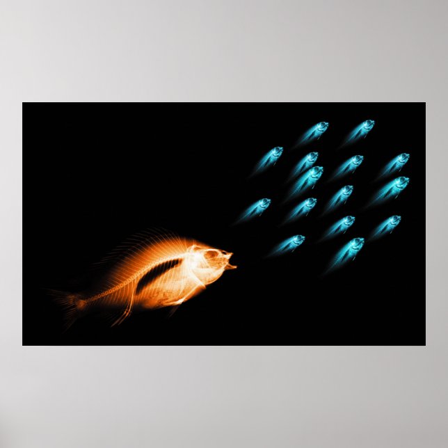 AFFICHES XRAY FISH CHASE ORIGINAL NOIR (Devant)