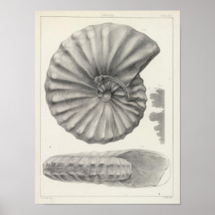 Affiches XX crétacé