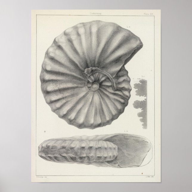 Affiches XX Crétacé (Devant)