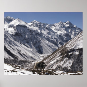 Affiches Yak près du Mont Jhomolari, Jangothang Jigme Dorji