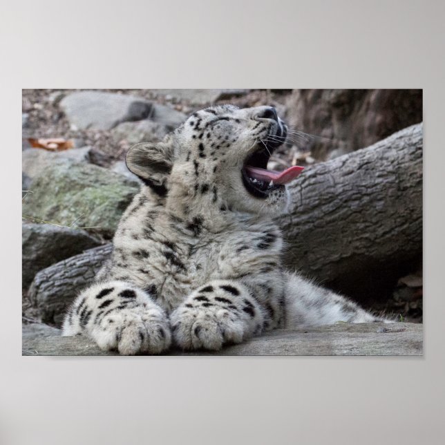 Affiches Yawning Snow Leopard (Devant)