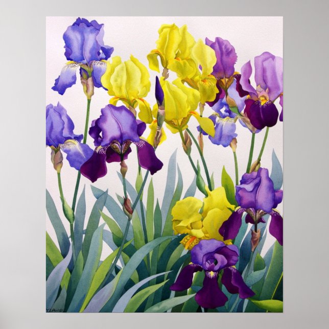 Affiches Yellow and Purple Irises (Devant)
