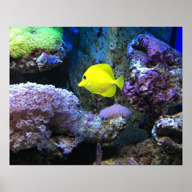 Affiches Yellow Angelfish (Devant)