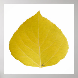 Affiches Yellow Aspen Leaf #5