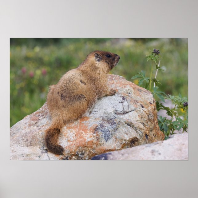 Affiches Yellow-bellied Marmot, Marmota flaviventris, (Devant)