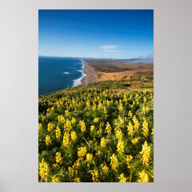 Affiches Yellow Lupine Above Point Reyes (Devant)