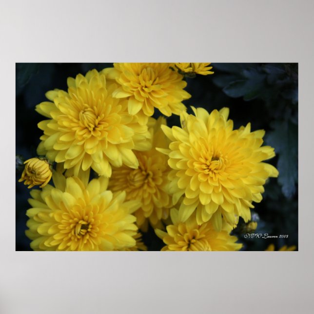 Affiches Yellow Mums (Devant)