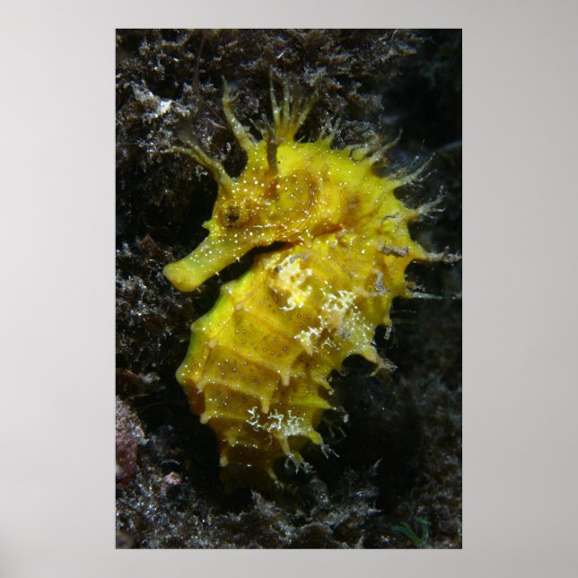 Affiches Yellow Seahorse | Hippocampus Guttulatus (Devant)