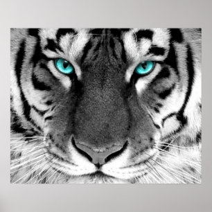 Affiches Yeux blancs d'affiche de tigre