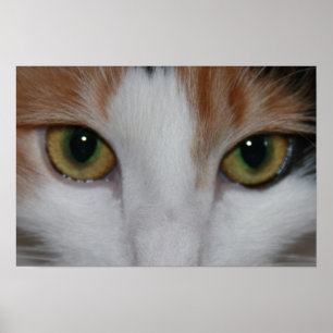 Affiches Yeux de chat