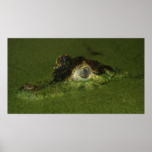Affiches Yeux de crocodile